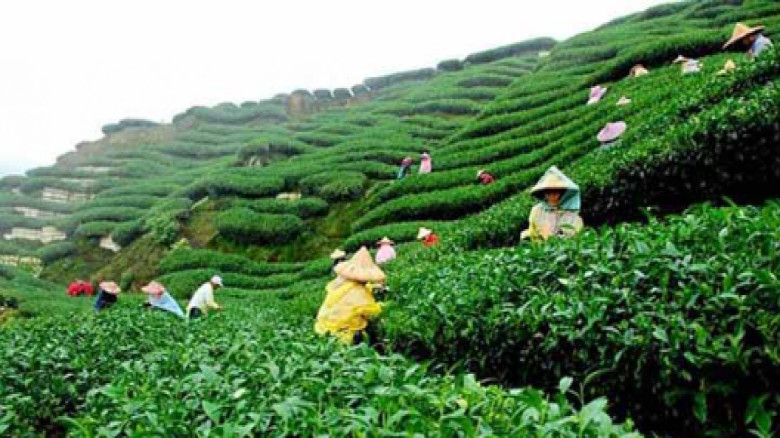 দেশের চাহিদা মিটিয়ে বিদেশে রপ্তানি হচ্ছে বাঁশখালীতে উৎপাদিত চা পাতা